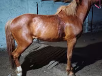 Hing, Budyonny horse — 2. fotó