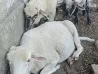 Kos, Tsigai sheep — 3. fotó