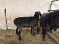 Juh, Blackheaded Persian sheep — 3. fotó