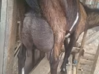 公山羊, Alpine goat — 照片 3