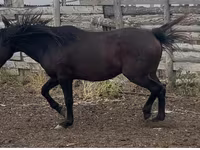 Cavalo, Kushum Horse — foto 1