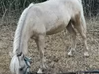 Cheval, Chevaux — photo 2