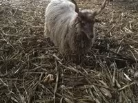 Schaf, Racka sheep — Foto 4
