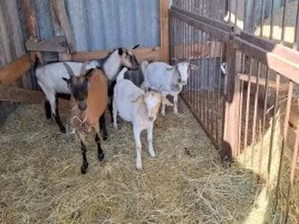 Keçi, Boer goat