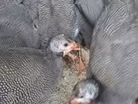 Guinea fowl — 1-сурет