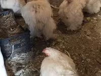 Chickens — 照片 5