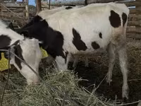 Toro, Russian Black pied cattle — foto 2