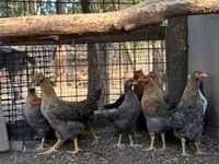 Chickens — Foto 3