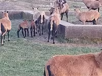 Oveja, Cameroon sheep — foto 3