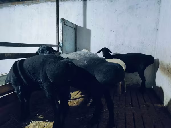 Kos, Hissar sheep