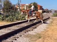 Hing, American paint horse — 5. fotó