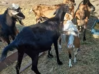 公山羊, Alpine goat — 照片 2