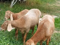 Juh, Arashan sheep — 1. fotó