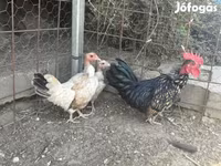 Chickens — foto 1