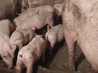 母猪, Pigs — 照片 4