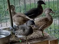 Ducks — photo 5