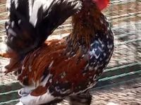 Chickens — foto 1