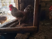Chickens — 1. fotó