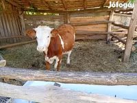 ثور, بقرة ليموزين — الصورة 3