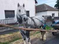 Madyan, Percheron — foto 5