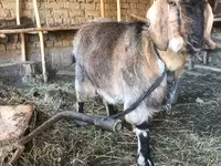 Nőstény kecske, Beetal goats — 1. fotó