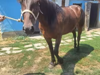 Yegua, Caballos — foto 3