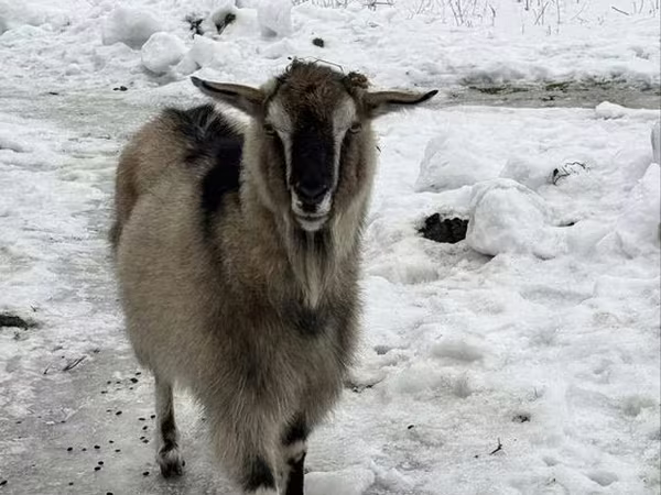 Коза, Альпийская коза