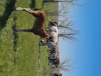 Бие, Kazakh horse — 6-сурет