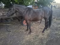 Kanca, Lovak — 1. fotó