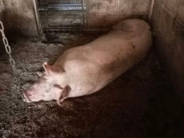 Sow, Pigs — Hungary