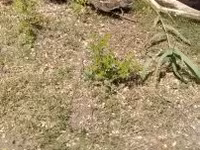 Ducks — Foto 1