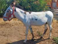 Cheval, Chevaux — photo 1