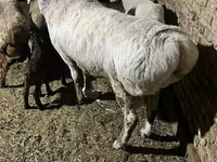Kos, Afghan Arabi sheep — 2. fotó