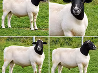 Kos, Beltex sheep — 2. fotó