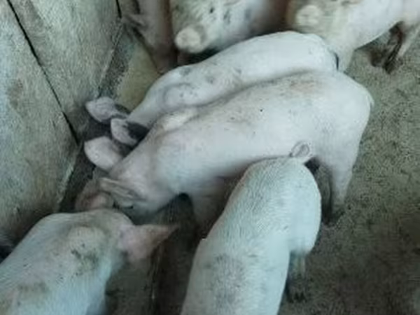 Sow,  — Hungary