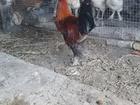 Chickens — zdjęcie 2