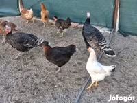 Turkeys — 照片 2