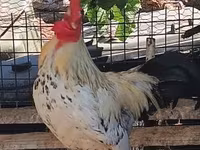 Chickens — Foto 1