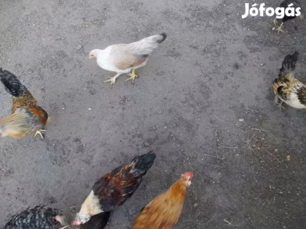 Japanisches Bantam