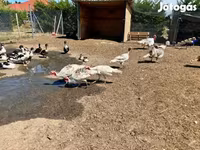Turkeys — फ़ोटो 3