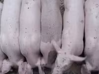 Kan, Крупная белая — 1. fotó