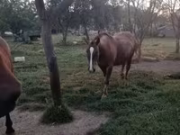 Mare, Horses — photo 4