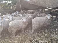 Oveja, Ovejas — foto 3