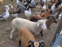 Juh, Merino sheep — 2. fotó