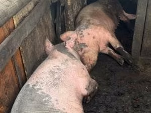 Süldőanya, Sertések — Magyarország
