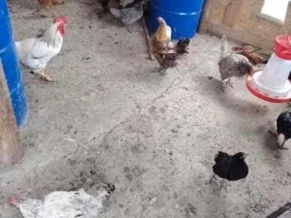 Chickens — Hongrie