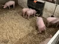 Pigs (batch, sex not specified), Гипор — photo 7