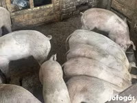 猪（批次，未指定性别）, Pigs — 照片 1