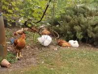 Chickens — 4-сурет
