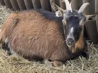 母山羊, Goats — 照片 5